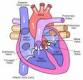 harmless hypertension